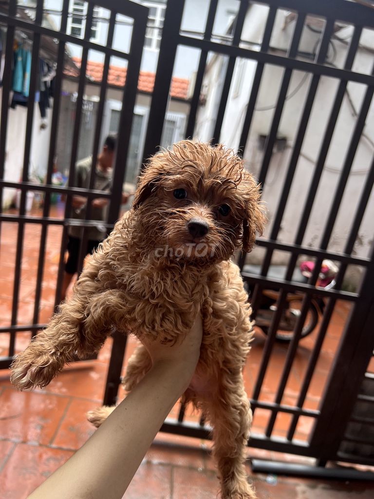 Chó Phốc sóc lai cái trắng 45 ngày. Mua bán Chó tại Quận Bắc Từ Liêm Hà Nội được đăng bởi Nguyễn Thanh Hằng hình 1
