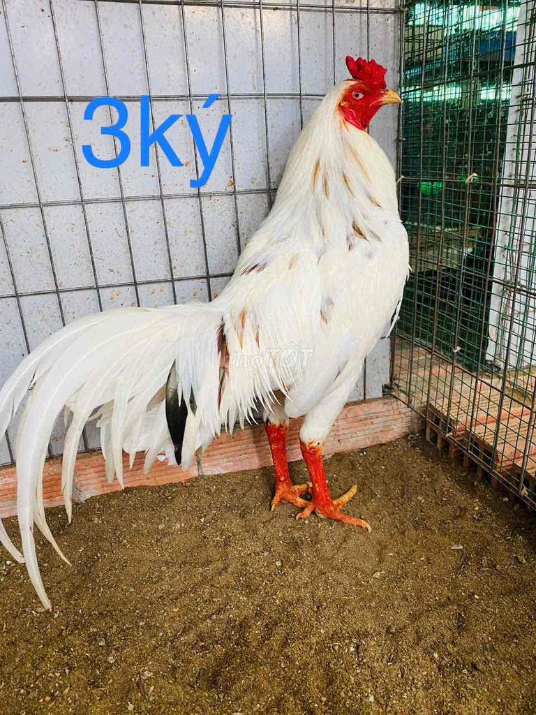 3ký tay tốt xổ giỏi. Mua bán Gà tại Huyện Bến Lức Long An được đăng bởi Gà chất lượng  hình 1
