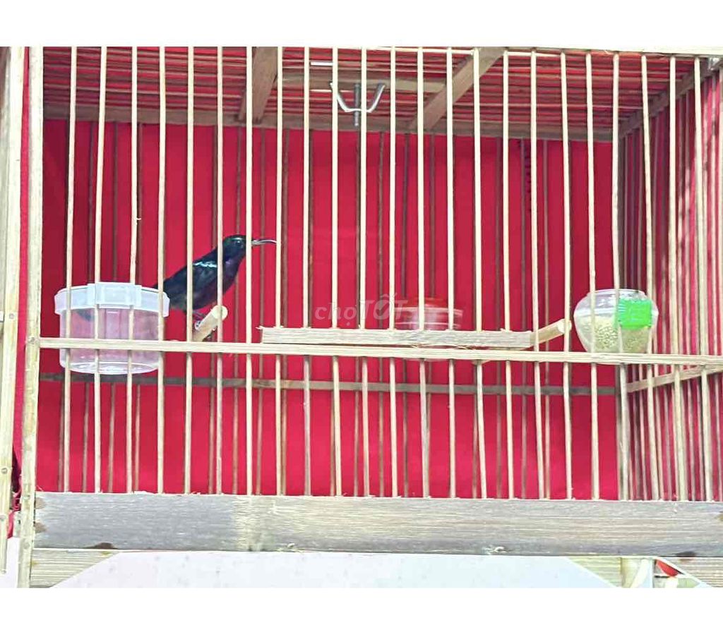 bộ 7 màu hót hay. Mua bán Chim tại Quận 12 Tp Hồ Chí Minh được đăng bởi Triển hình 1
