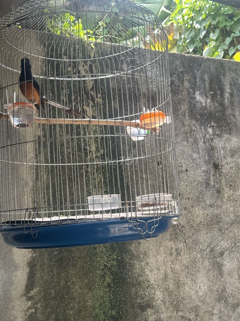 Chim chào mào Cam đen hót lai rai 1 mùa. Mua bán Chim tại Thành phố Thủ Dầu Một Bình Dương được đăng bởi Tên chưa cung cấp hình 1