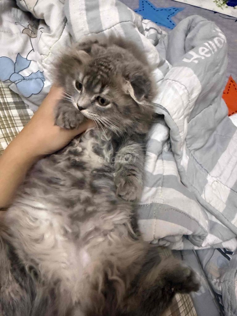 Mèo anh lông dài Xám Tai cụp. Mua bán Mèo tại Quận Bình Tân Tp Hồ Chí Minh được đăng bởi chin chin hình 1