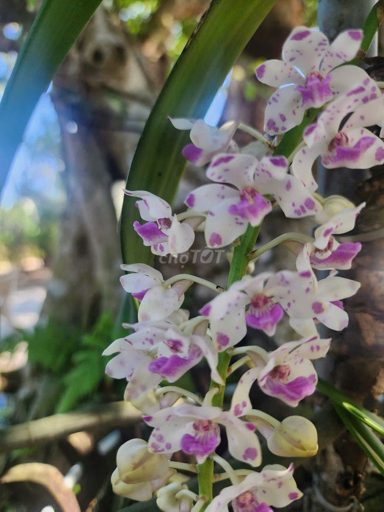 Lan Ngọc Điểm Sơn Hải Ninh Thuận hoa ngũ đỉnh. Mua bán Cây cảnh, đồ trang trí tại Huyện Chơn Thành Bình Phước được đăng bởi  Lan Rừng Độc Đẹp Hiếm PND hình 1