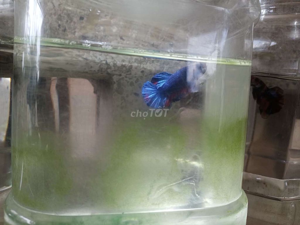 Cá betta 8. Mua bán Thú cưng khác tại Huyện Trà Ôn Vĩnh Long được đăng bởi Hồng Thúy hình 2