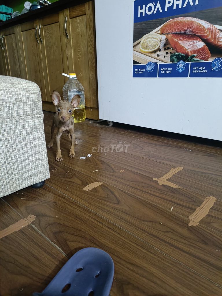 Chó Phốc hươu đực 3 tháng. Mua bán Chó tại Quận Hoàng Mai Hà Nội được đăng bởi Thang Tran hình 1