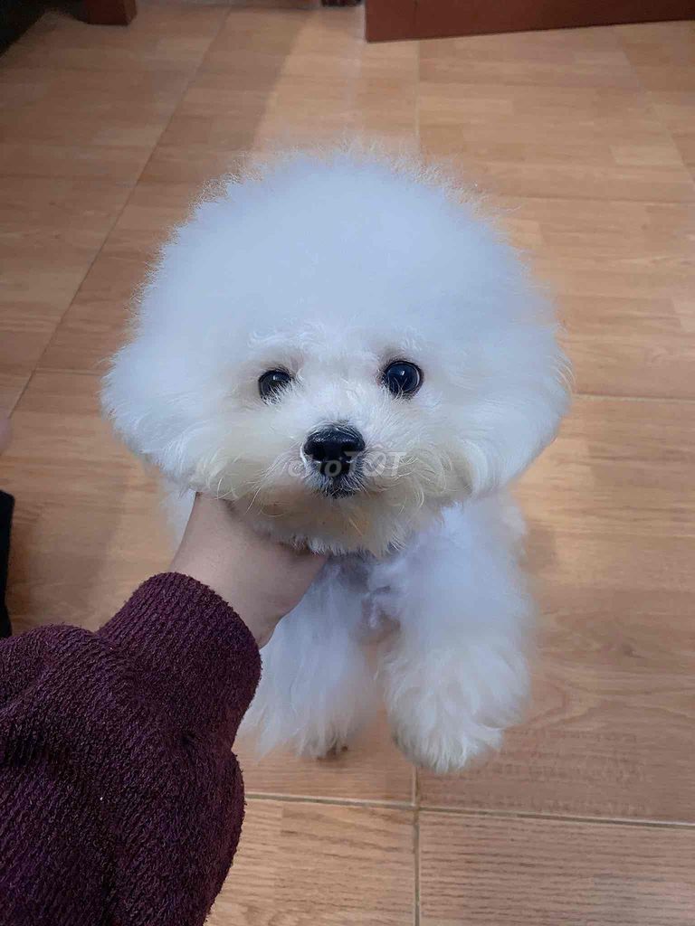 Chó Bichon Frise