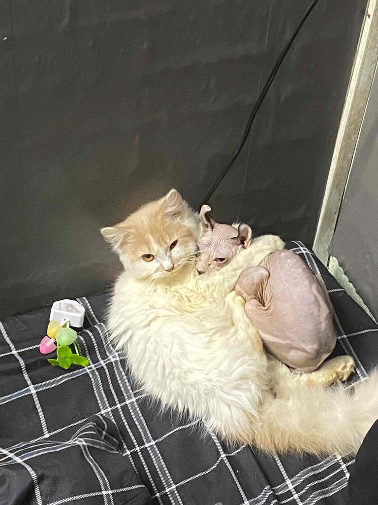 Mèo không lông cái 4 tháng đã tiêm. Mua bán Mèo tại Quận Ninh Kiều Cần Thơ được đăng bởi Xaxi hình 1