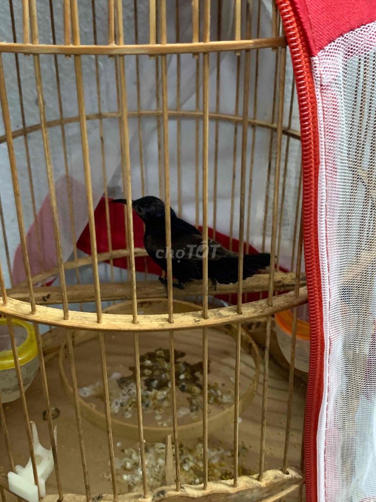 Chim Hút mật họng đen 7 tháng Đen. Mua bán Chim tại Huyện Hoài Đức Hà Nội được đăng bởi nguyen van hau hình 1