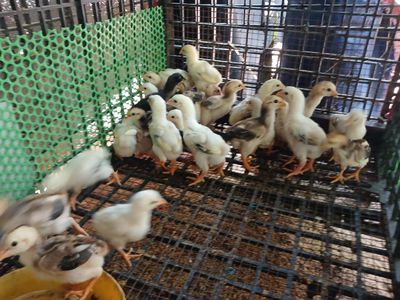 gà đông tảo lai gà nòi, gà đòn.. Mua bán Gà tại Huyện Củ Chi Tp Hồ Chí Minh được đăng bởi gà con giống củ chi