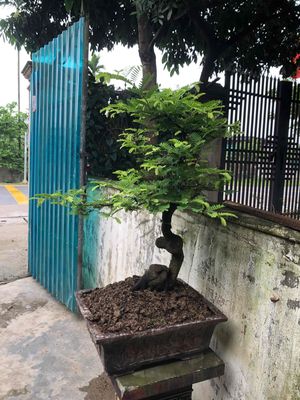 me chua bonsai. Mua bán Cây cảnh, đồ trang trí tại Thành phố Vinh Nghệ An được đăng bởi bảo ngọc