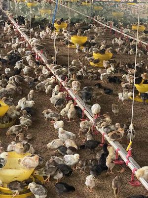 gà nòi , gà ta chân vàng. Mua bán Gà tại Quận 12 Tp Hồ Chí Minh được đăng bởi Tô Nguyễn Khôi Nguyên