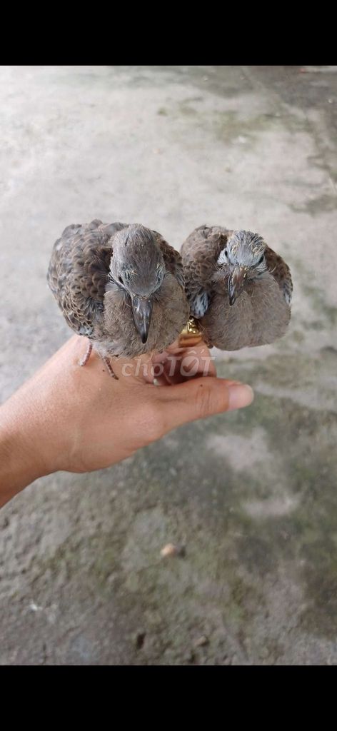 Chim cu gáy Nâu Việt Nam Khỏe mạnh. Mua bán Chim tại Huyện Đức Hòa Long An được đăng bởi Phat Tran hình 1