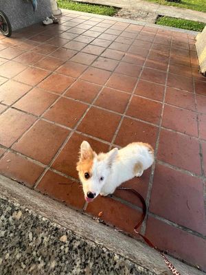 chó corgi,mắt 2 màu:1 đen,1 xanh,6 tháng tuổi.. Mua bán Chó tại Quận Thanh Khê Đà Nẵng được đăng bởi bo
