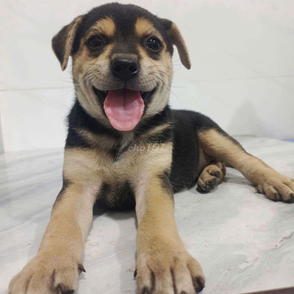 Chó Becgie F1 khôn lanh có móng đeo huyền đề . Mua bán Chó tại Quận 6 Tp Hồ Chí Minh được đăng bởi Tăng Chí Lương  hình 1