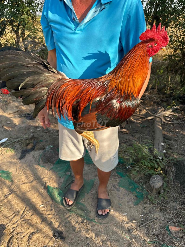 bán gà điều 2k9. Mua bán Gà tại Huyện Định Quán Đồng Nai được đăng bởi Phan hoàng vũ hình 1