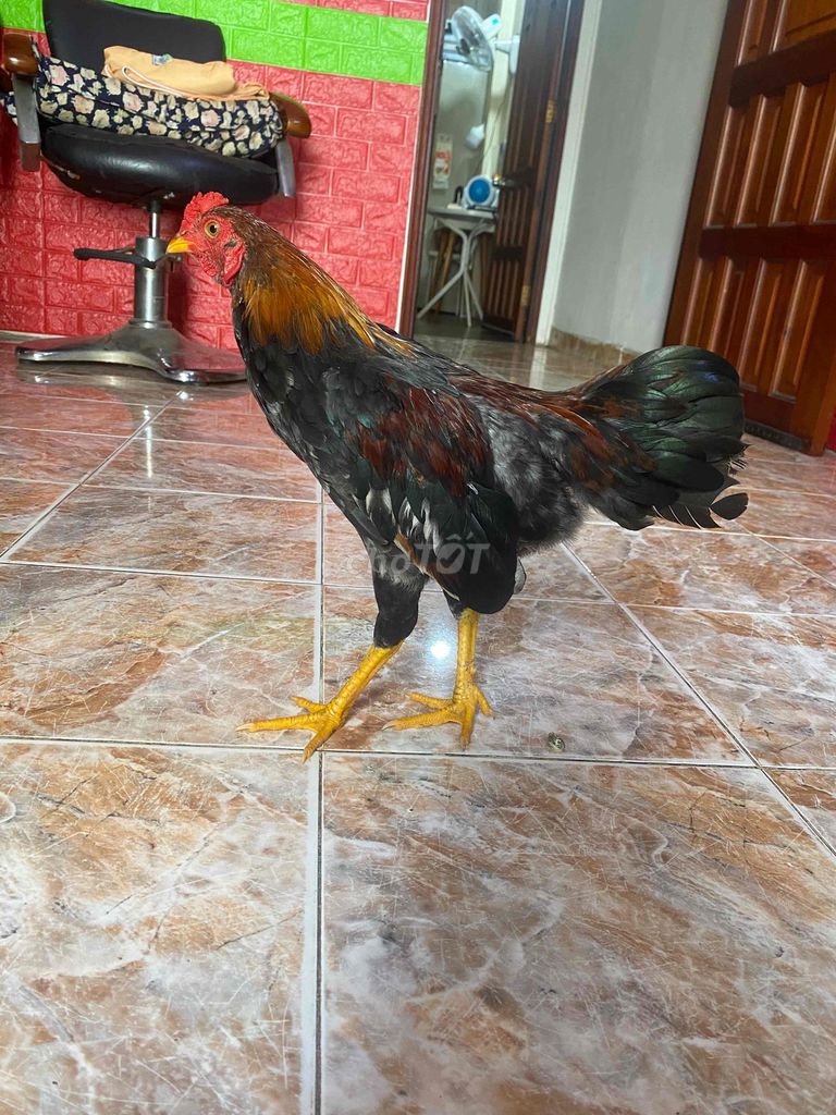 Gà tre trống 9 lạng gà tơ 10 tháng tuổi. Mua bán Gà tại Quận 4 Tp Hồ Chí Minh được đăng bởi Huỳnh Khương Tâm hình 1