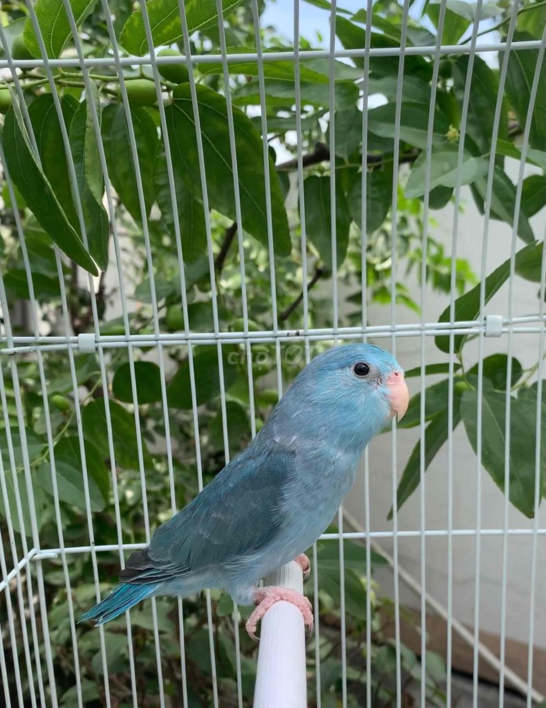 Vẹt Parrotlet màu blue