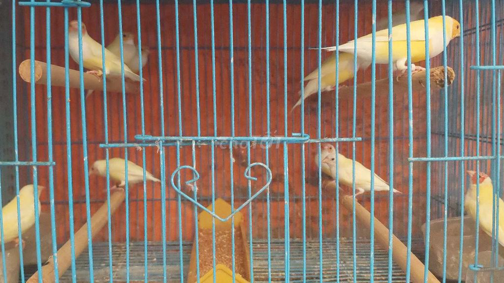 Bán chim 7 màu vàng tơ rất đẹp!!!!