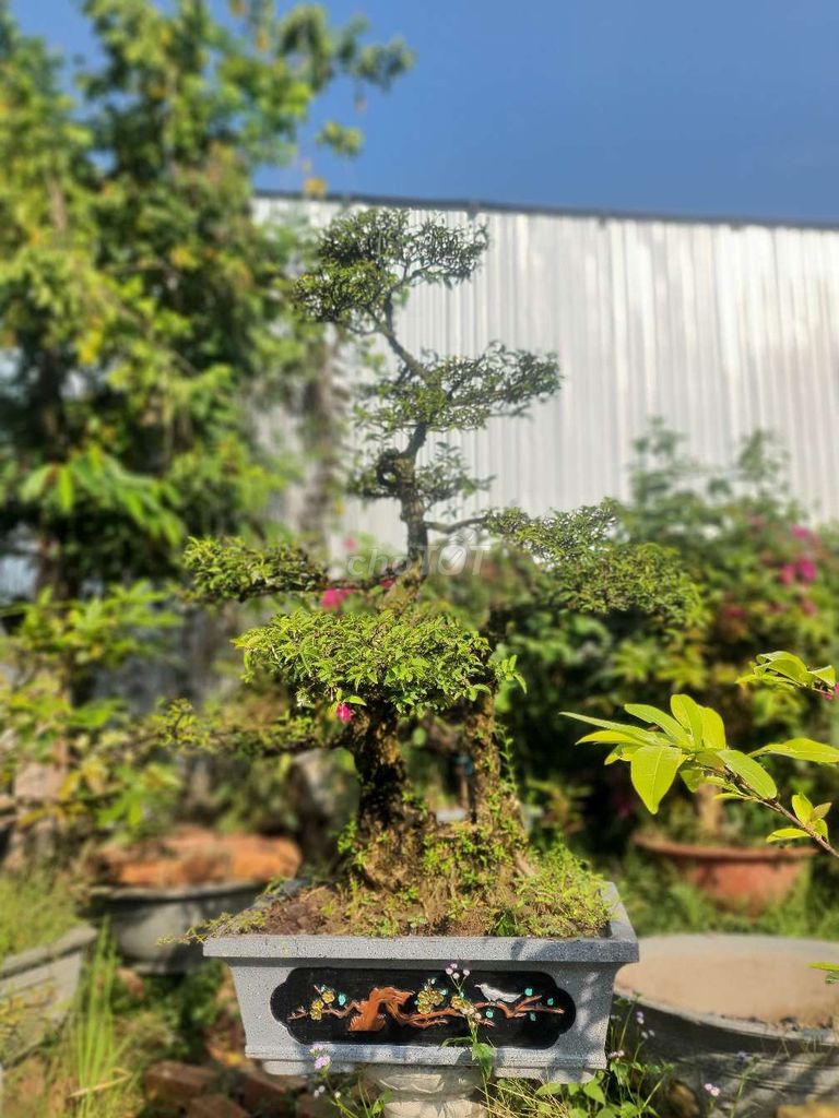 Mai chiếu thủy bonsai đẹp h45 h55