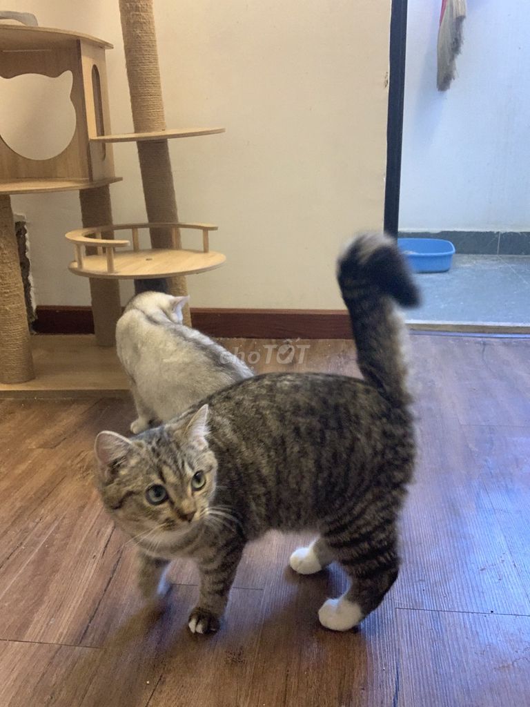 Mèo Anh lông ngắn cái 7 tháng. Mua bán Mèo tại Quận Tân Phú Tp Hồ Chí Minh được đăng bởi Tuấn Cu hình 1