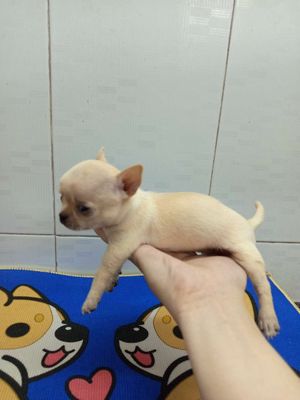 Chihuahua trắng kem (gái)