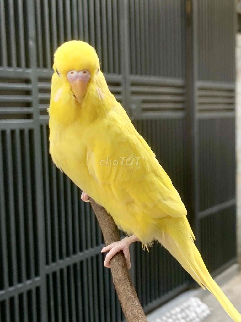 Vẹt cảnh Euhalan Vàng Mini thuần chơi. Mua bán Chim tại Quận Gò Vấp Tp Hồ Chí Minh được đăng bởi Pets nuôi Làm Cảnh hình 1
