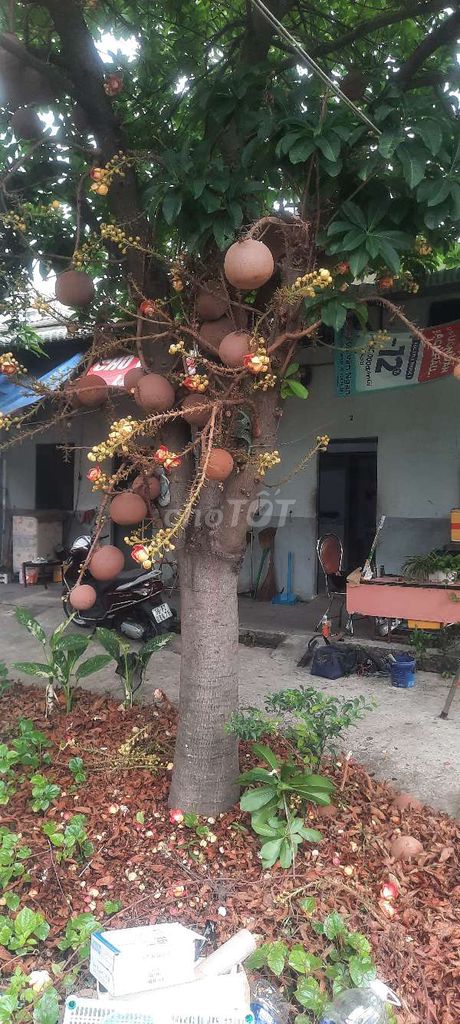 Cây Sala Khỏe mạnh. Mua bán Cây cảnh, đồ trang trí tại Quận Gò Vấp Tp Hồ Chí Minh được đăng bởi  Minh hình 1