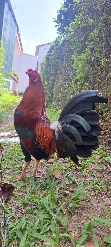 Điều 1kg5. Mua bán Gà tại Quận Ninh Kiều Cần Thơ được đăng bởi Minh Điền hình 1