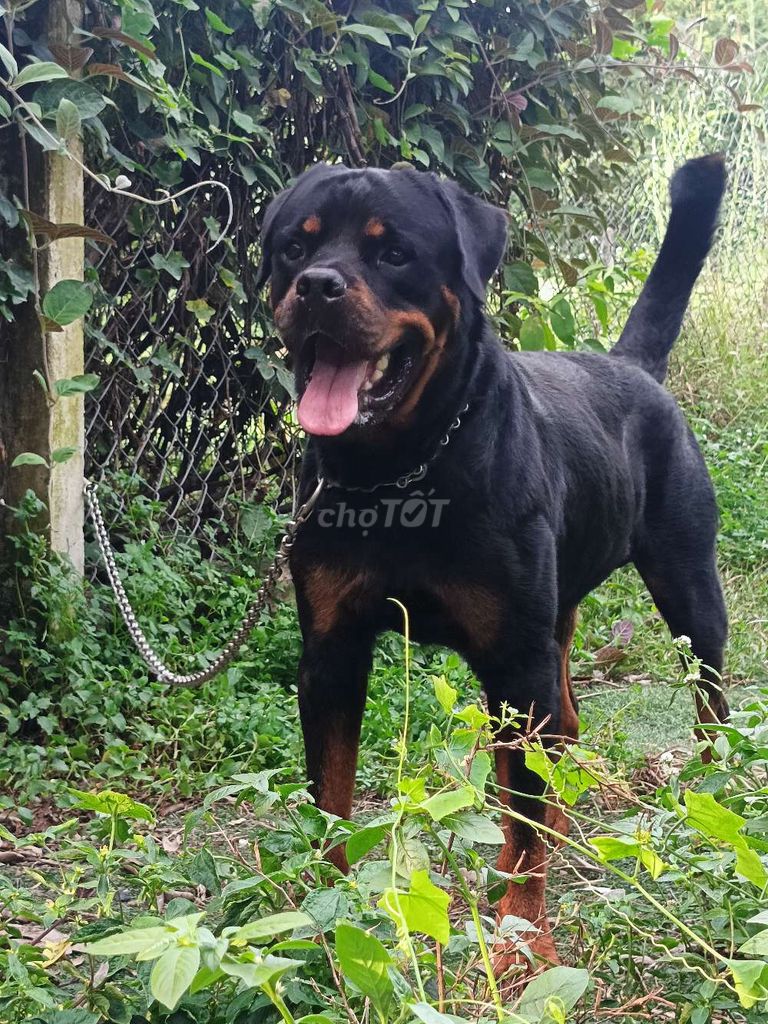 Rottweiler đực có giấy vka