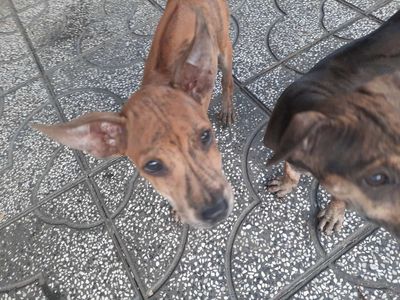 Chó Phú Quốc vàng vện gần 3 tháng. Mua bán Chó tại Huyện Gò Dầu Tây Ninh được đăng bởi Minhvy