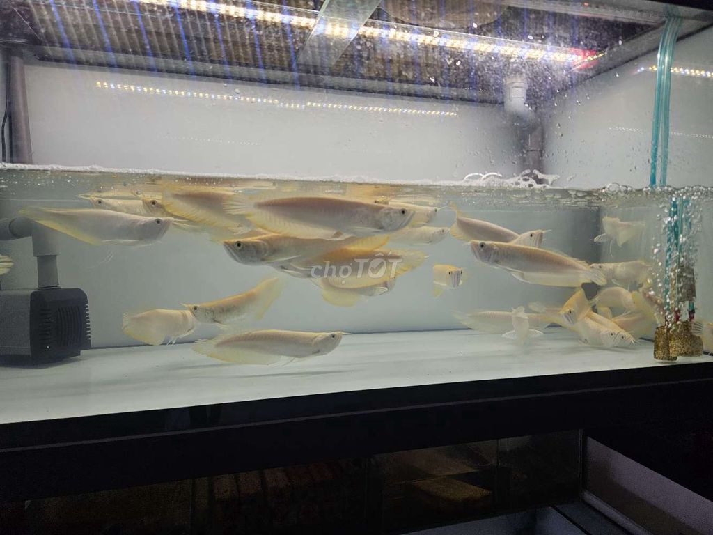 Ngân long abino 22_24cm. Mua bán Thú cưng khác tại Quận 6 Tp Hồ Chí Minh được đăng bởi Cá Đẹp OceanChill hình 3
