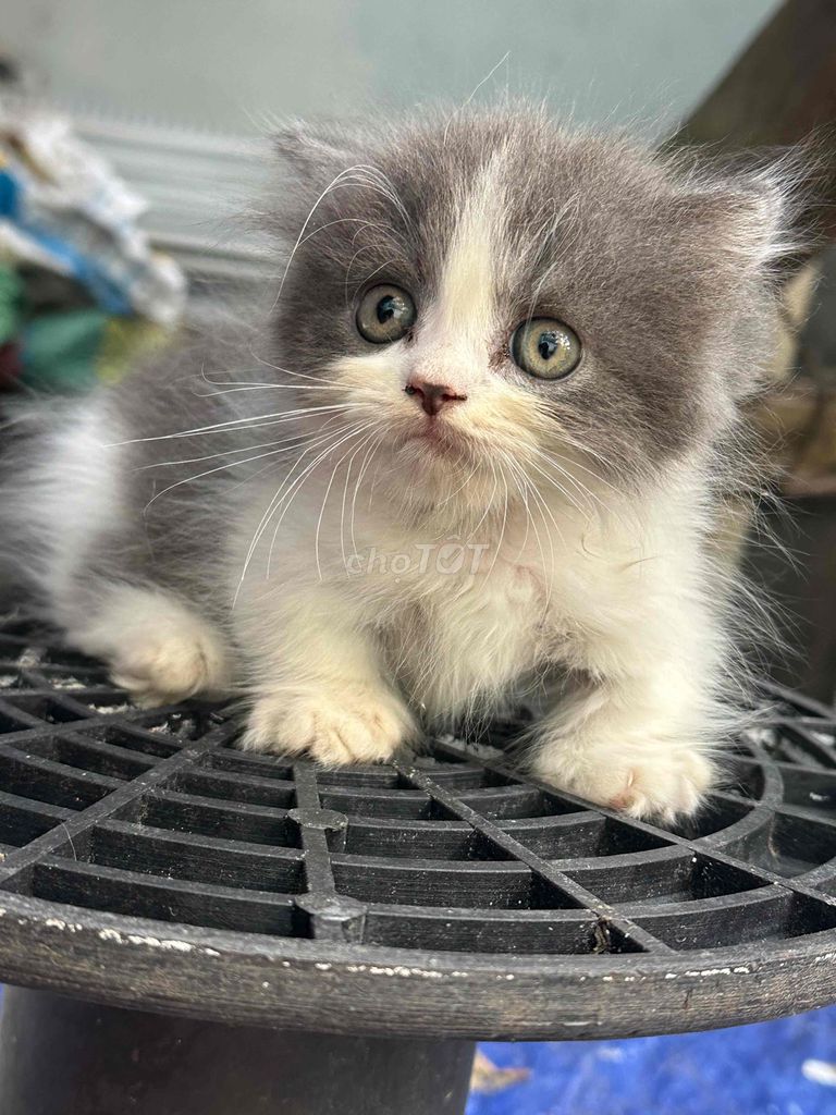 bé mèo đực lùn. Mua bán Mèo tại Quận Bắc Từ Liêm Hà Nội được đăng bởi Vũ Hữu Tình  hình 2