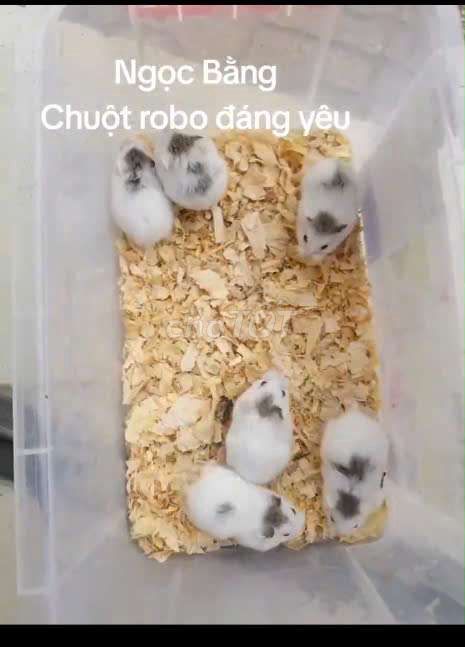 Chuột Robo xinh xắn (2 bé tặng 1 hamster hoặc bear