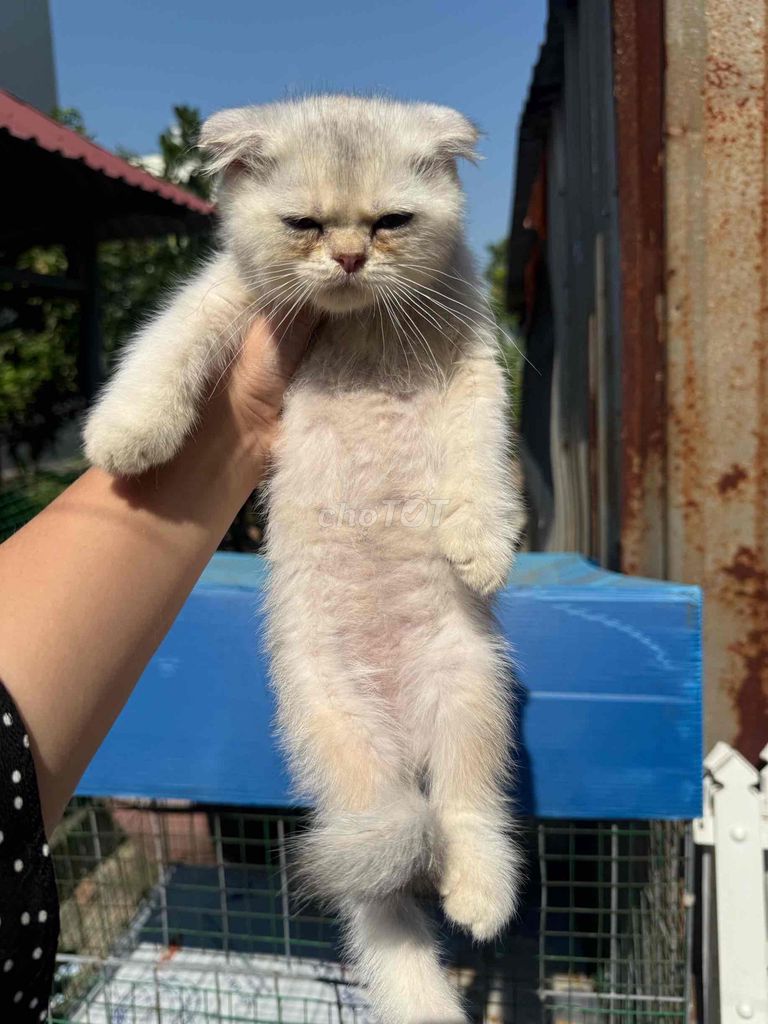 Mèo Anh lông ngắn đực tai cụp. Mua bán Mèo tại Quận 12 Tp Hồ Chí Minh được đăng bởi Việt Ba Tuổi hình 1