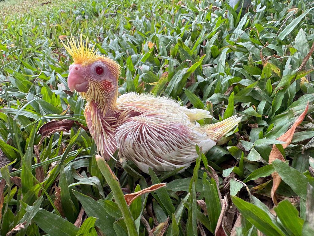 Vẹt Mã Lai non hiền không lỗi. Mua bán Chim tại Quận 5 Tp Hồ Chí Minh được đăng bởi Lan HQ hình 1