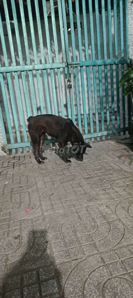 Chó Mông cộc cái Đen đã sinh sản. Mua bán Chó tại Thành phố Biên Hòa Đồng Nai được đăng bởi Mr Doãn hình 1