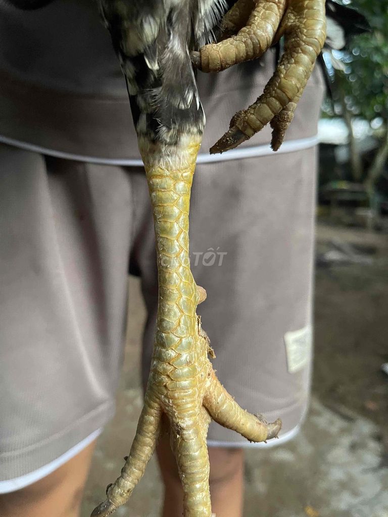 Điều bông chân xanh 2kg550. Mua bán Gà tại Huyện Châu Thành An Giang được đăng bởi Trần Minh Vũ hình 3