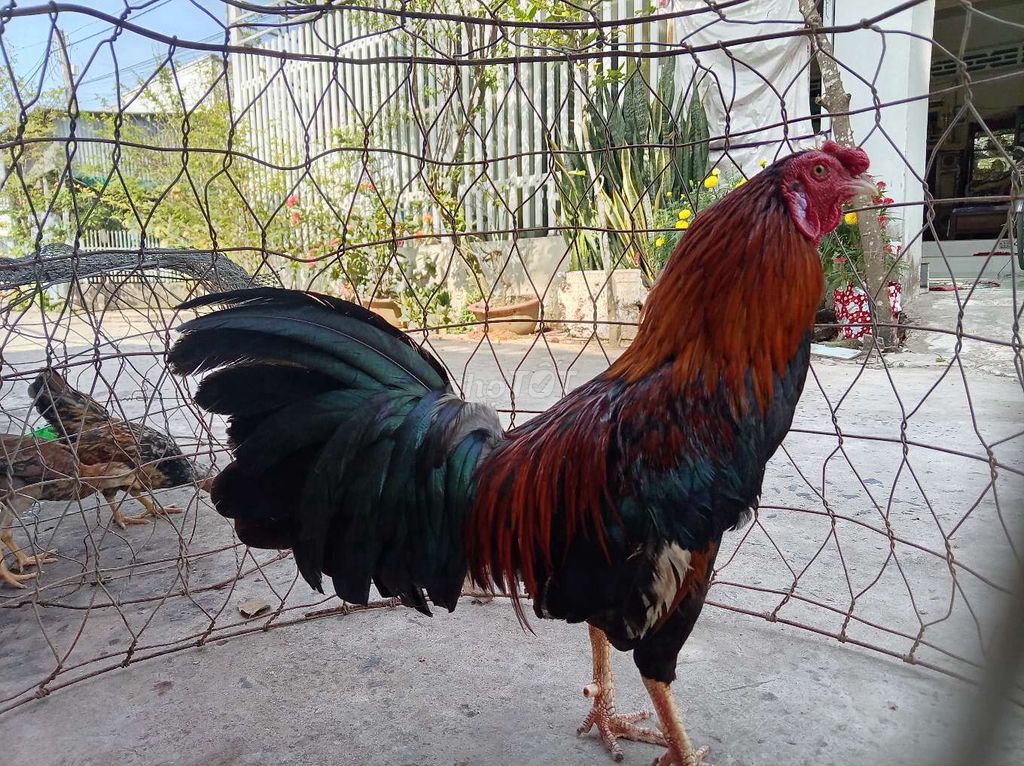 Gà đá 1.1kg Đỏ đen Đực. Mua bán Gà tại Thành phố Long Xuyên An Giang được đăng bởi Bảo Phan thiên hình 1