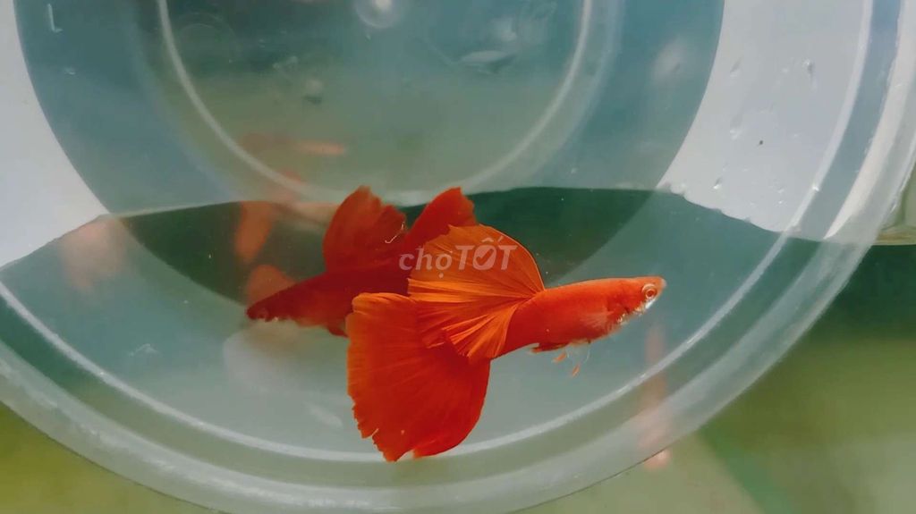 Guppy Fullred BDS hàng tuyển