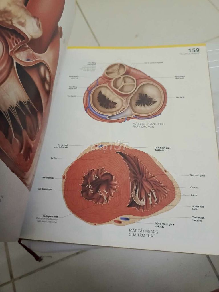 Atlas giải phẫu cơ thể người