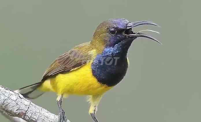 Tìm Nguồn Thu Lại Chim 5 Màu Số Lượng. Mua bán Chim tại Huyện Bắc Tân Uyên Bình Dương được đăng bởi Sang Chim Cảnh Bình Dương  hình 1