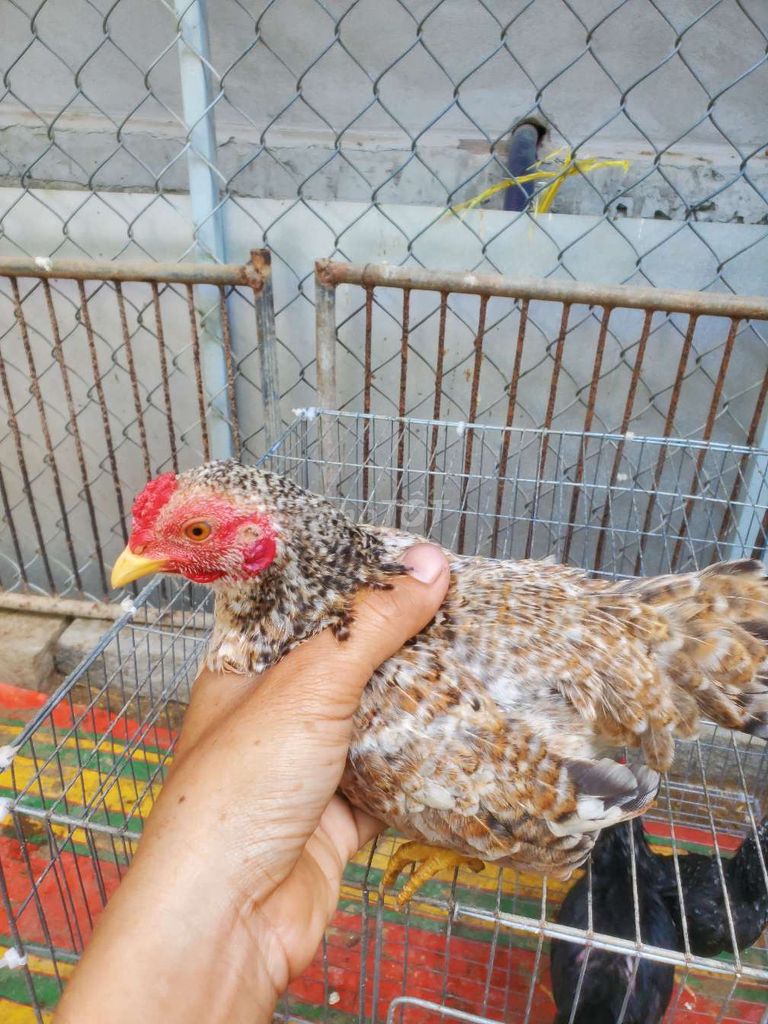 Tre bac 5 thang 330g. Mua bán Gà tại Huyện Tân Hiệp Kiên Giang được đăng bởi Ha DANG hình 1