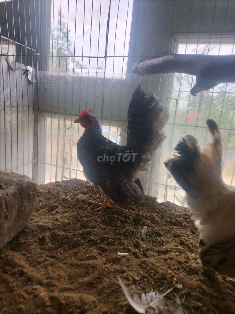  cặp Gà Serama tơ. Mua bán Gà tại Huyện Phú Tân An Giang được đăng bởi Hoàng Loan  hình 1