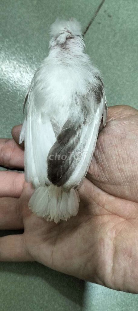 Chim chào mào non trắng xám 20 ngày. Mua bán Chim tại Thành phố Vĩnh Long Vĩnh Long được đăng bởi Hoàng Bách hình 1