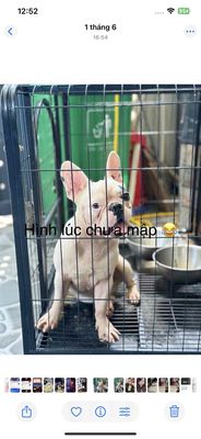 Bull Đực. Mua bán Chó tại Huyện Hóc Môn Tp Hồ Chí Minh được đăng bởi Ngọc Anh