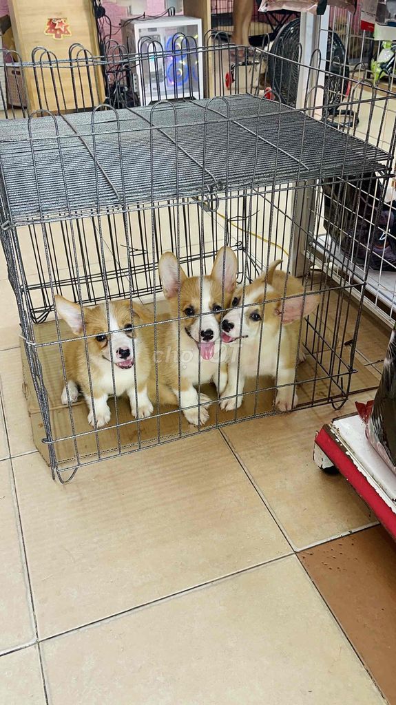 chó corgi thuần chủng nhà đẻ cha mẹ có VKA