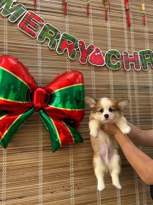 Corgi thuần chuẩn Đà Nẵng , giá rẻ,55 Thái Thị Bôi. Mua bán Chó tại Quận Thanh Khê Đà Nẵng được đăng bởi Thy Thy