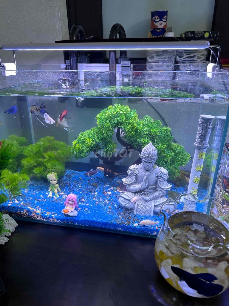 Bể cá cảnh 40x24x26 cm lọc XBL 500. Mua bán Thú cưng khác tại Huyện Hoài Đức Hà Nội được đăng bởi Dương Long hình 1