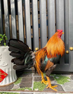 Gà Điều vàng xổ chà trạng 1kg450000. Mua bán Gà tại Quận 8 Tp Hồ Chí Minh được đăng bởi Phương quận 8