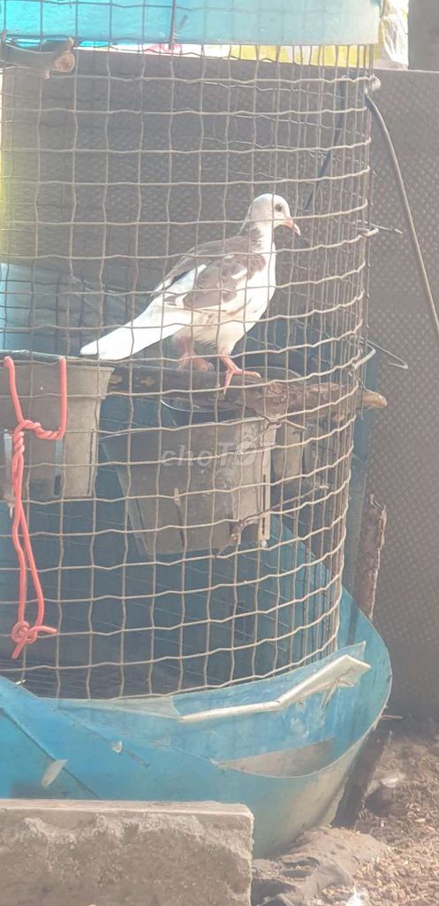 Chim cu gáy Thái bông Trắng Nâu đẹp. Mua bán Chim tại Huyện Bình Chánh Tp Hồ Chí Minh được đăng bởi Tuấn hình 1