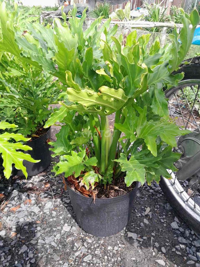 Trầu Bà Thanh Xuân sum khoẻ đẹp. Mua bán Cây cảnh, đồ trang trí tại Quận Gò Vấp Tp Hồ Chí Minh được đăng bởi Vườn Kiểng Nhà Nị Ny hình 1